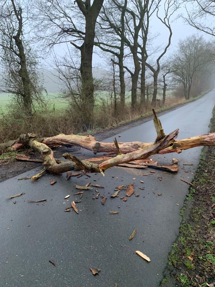 FFW Schiffdorf: Umgestürzter Baum blockiert Straße - Feuerwehr sorgt für freie Fahrt